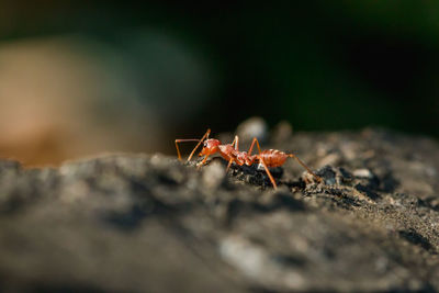 Close-up of ant