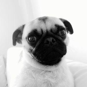 Close-up portrait of a dog