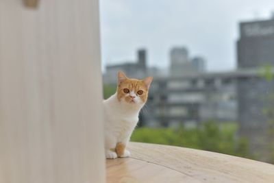 Portrait of cat sitting on wood