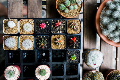 High angle view of potted plants on table
