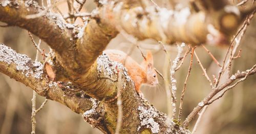 View of bird perching on branch