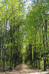 Footpath amidst trees in forest