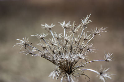 Close-up of flower plant in winter