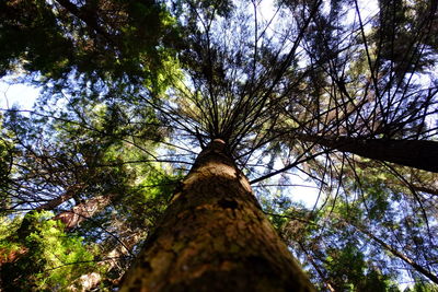 Low angle view of trees in forest against sky