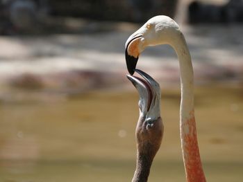 Close-up of bird in water