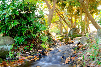 Stream flowing through forest