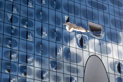 Close-up of bird flying against building