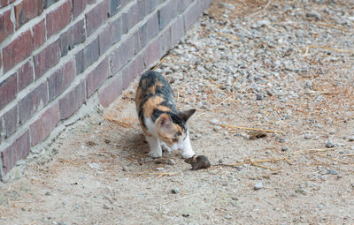 High angle view of a dog on wall