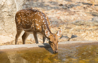 Close-up of deer drinking water and living in grass