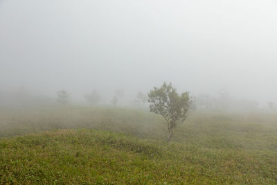 Trees on field against foggy weather