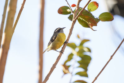 Low angle view of bird perching on branch