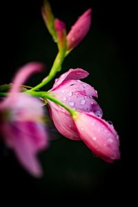 Close-up of water drops on pink flower