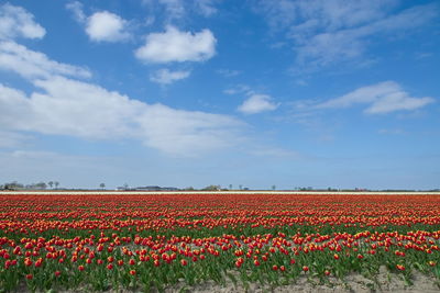 Scenic view of flowering field against sky