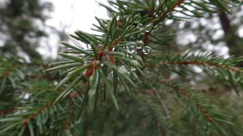 Close-up of dew drops on plant