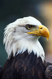 Close-up of eagle