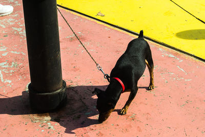 Dog standing on footpath