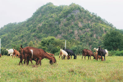 Horses grazing in a field