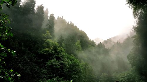 Scenic view of foggy forest against sky