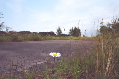 Yellow flowers blooming in field