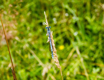 Close-up of damselfly on grass