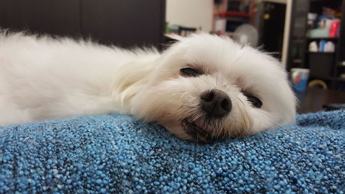 Close-up portrait of dog relaxing at home