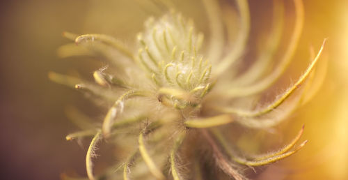 Close-up of yellow flower