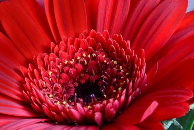 Close-up of red gerbera daisy blooming outdoors