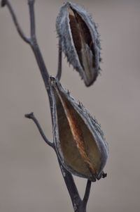 Close-up of insect