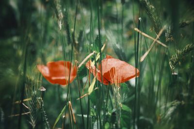 Close-up of orange poppy on field