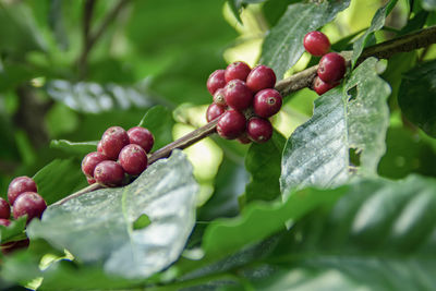 Close-up of cherries on plant