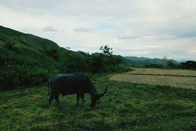 Horse grazing on grassy field