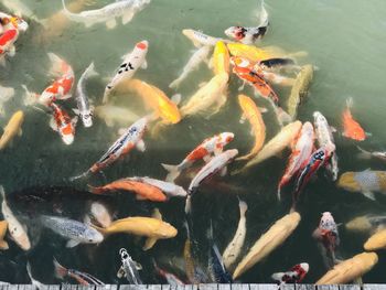 High angle view of koi carps swimming in pond