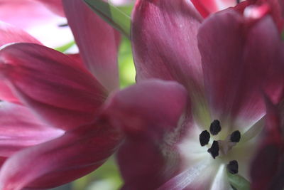 Close-up of pink flower