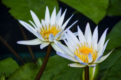 Close-up of white flowers