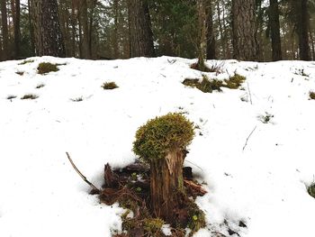 Shadow of tree on landscape