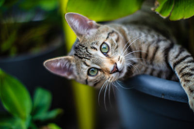 Close-up portrait of a cat