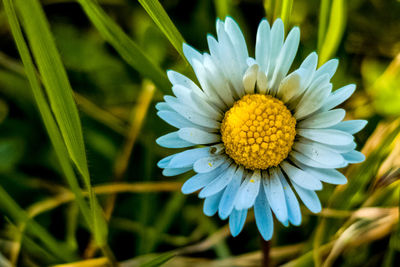 Close-up of white flower