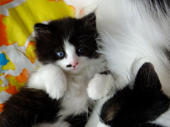 Close-up portrait of kitten