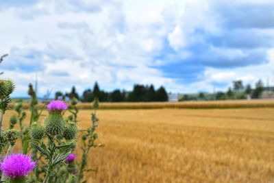 View of flowers growing in field