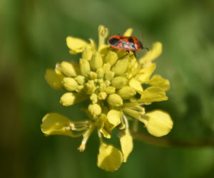 Close-up of insect on yellow flower