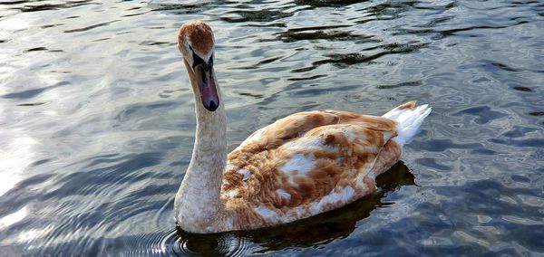 High angle view of duck swimming in lake