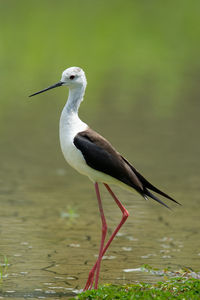 Close-up of bird perching on a water