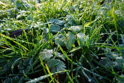 Close-up of dew on grass