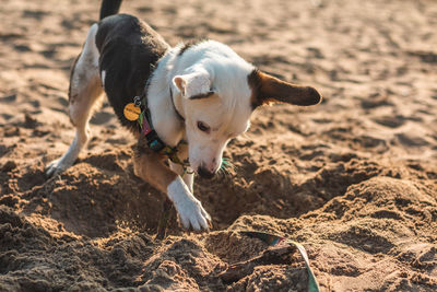 Close-up of a dog on beach