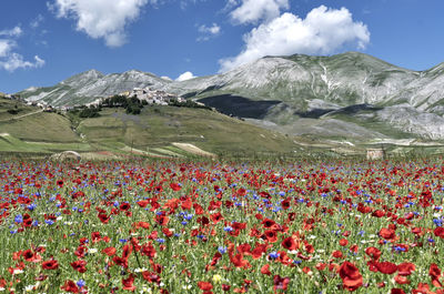 Scenic view of flowering plants on field against cloudy sky