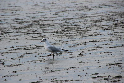 Seagulls on beach