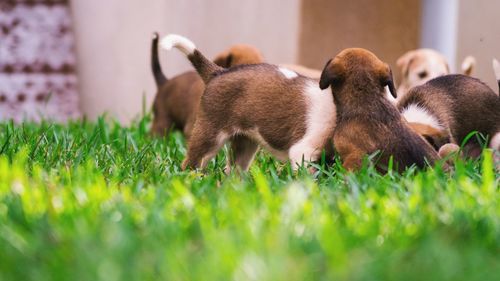 Close-up of puppies on field