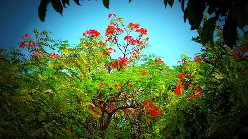 Low angle view of red flowering plants against sky