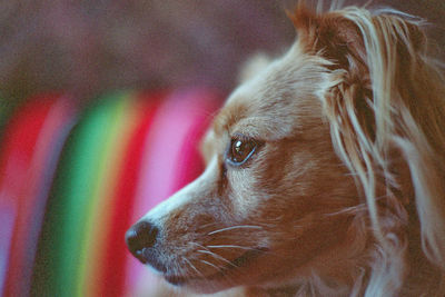 Close-up portrait of a dog