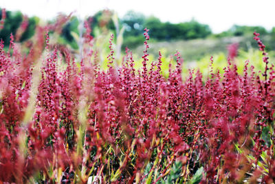 Close-up of pink flowering plants on field